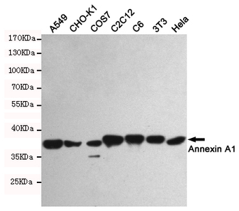 Annexin A1 Antibody