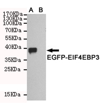 EIF4EBP3 Antibody