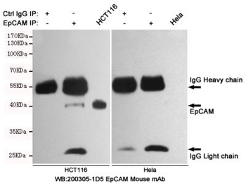 EpCAM Antibody
