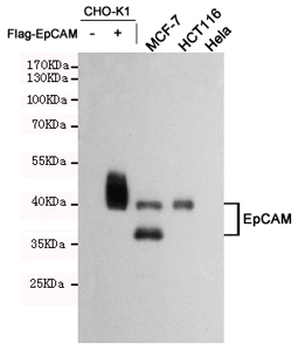 EpCAM Antibody