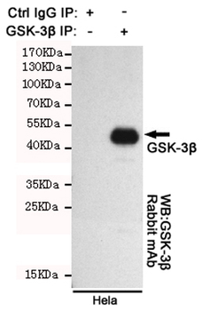 Anti-GSK3 β Antibody
