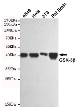 Anti-GSK3 β Antibody