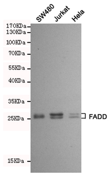 Anti-FADD Antibody