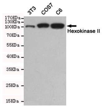 Hexokinase II Antibody