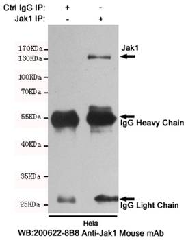 Anti-Jak1 Antibody