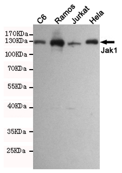 Anti-Jak1 Antibody