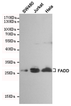 Anti-FADD Antibody