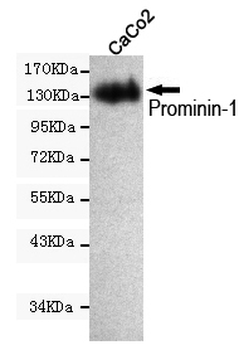 CD133 Monoclonal Antibody