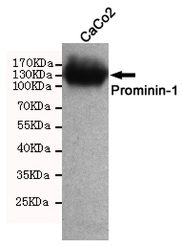 CD133 Monoclonal Antibody