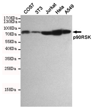 p90RSK Antibody
