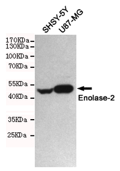 Anti-Enolase-2 Antibody