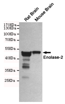 Anti-Enolase-2 Antibody