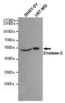Anti-Enolase-2 Antibody