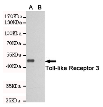 Toll-like Receptor 3 Antibody