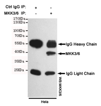 MKK3/6 Antibody