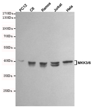 MKK3/6 Antibody