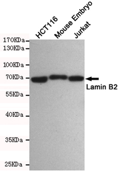 Anti-Lamin B2 Antibody