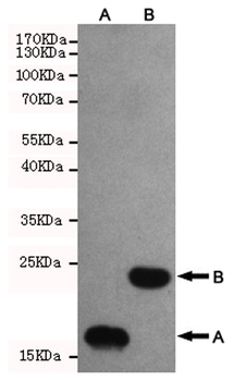 Trx-tag Antibody