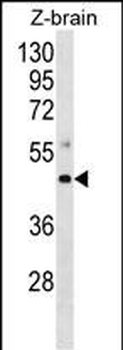 Zebrafish Map2k4 Antibody (C-term)