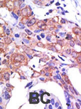 USP1 Antibody (N-term)