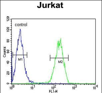 PRM3 Antibody (C-term)