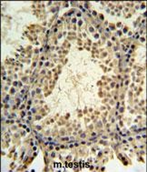 PRM3 Antibody (C-term)