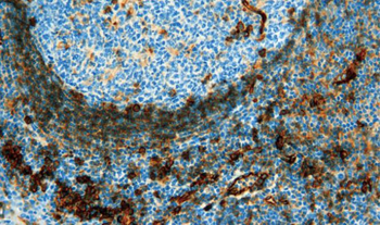PECAM1 Antibody