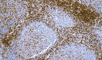 SPN Antibody