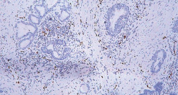 ERG Antibody