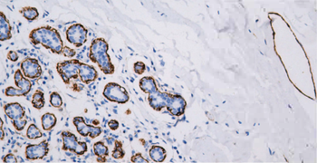 PDPN Antibody
