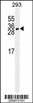 YEATS4 antibody ( Ascites)