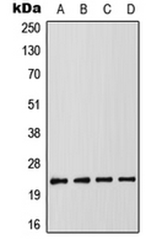 RAIDD Antibody