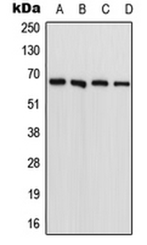 FARSB Antibody