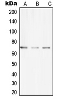 CLIP4 Antibody