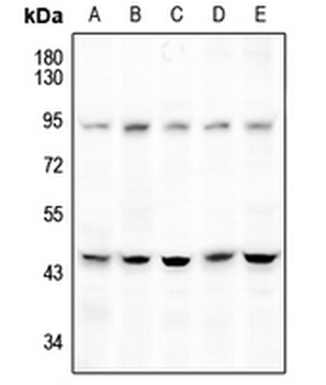 DGAT2 Antibody