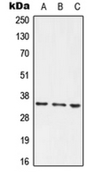 PLSCR1 Antibody