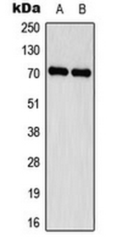 Delta-NaCH Antibody
