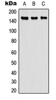 Carboxypeptidase D Antibody