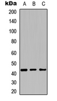 Cytochrome P450 27C1 Antibody