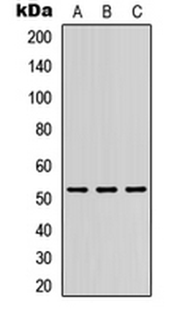 Anti-DMRTA1 Antibody