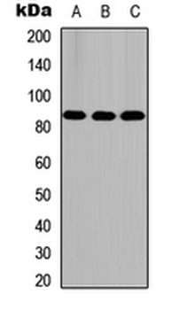 FASTKD5 Antibody
