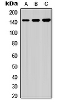 HCAP (pS1083) Antibody