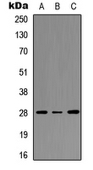 HOXC8 Antibody