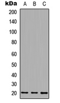 MID1IP1 Antibody