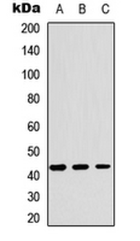 YKL-40 Antibody