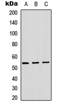 ADAMDEC1 Antibody