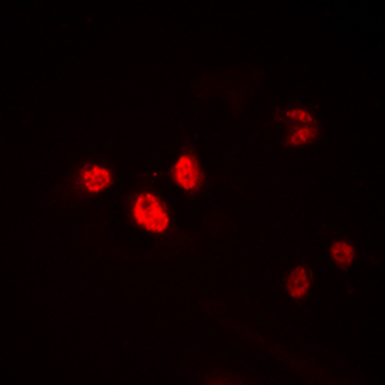 Anti-HEN1/2 Antibody