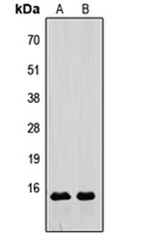 Relaxin 3 Antibody