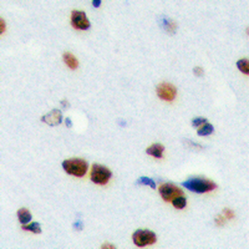 Anti-RPS19BP1 Antibody