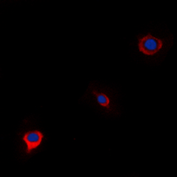 Anti-WWOX Antibody